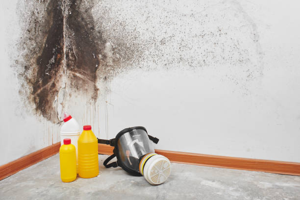 Best Emergency Mold Removal  in Rio Linda, CA