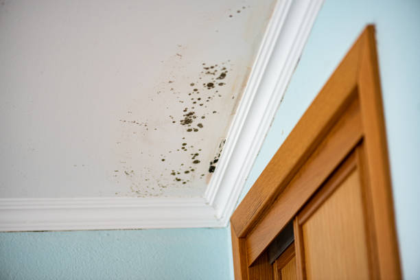 Best Residential Mold Removal  in Rio Linda, CA