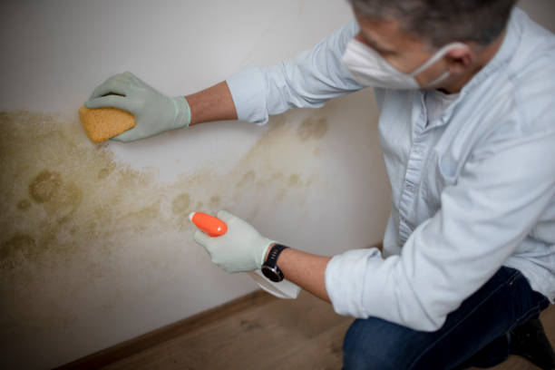 Best Commercial Mold Removal  in Rio Linda, CA