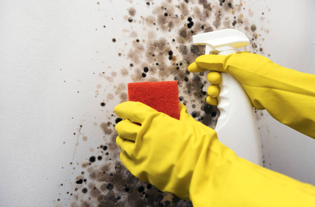 Best Crawl Space Mold Removal  in Rio Linda, CA