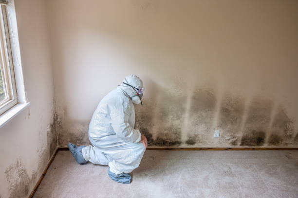 Best Certified Mold Removal  in Rio Linda, CA