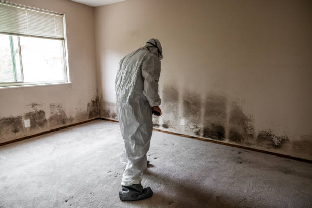 Best Mold Damage Repair  in Rio Linda, CA