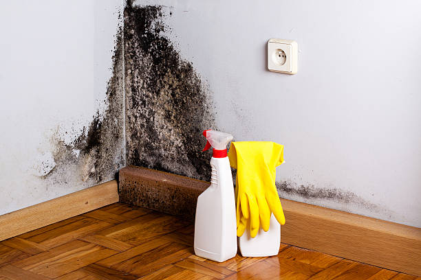 Best Local Mold Removal Service  in Rio Linda, CA