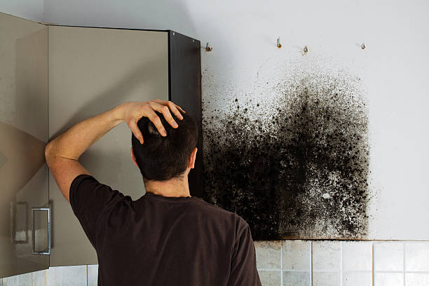 Best Black Mold Removal  in Rio Linda, CA