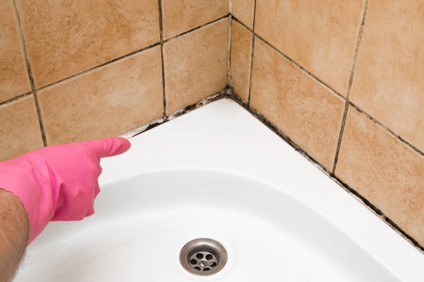 Best Attic Mold Removal  in Rio Linda, CA